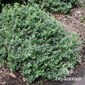 

Бересклет Форчуна Силвер Квин