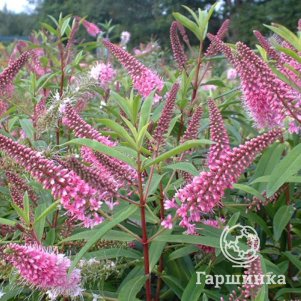 

Хебе Грейт Орм