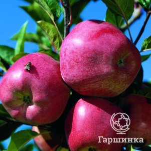 

Яблоня Глостер