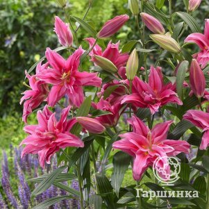 Лилия Роузлили Елена восточная розовидная красная
