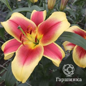 Лилия Флавия ОТ-гибрид