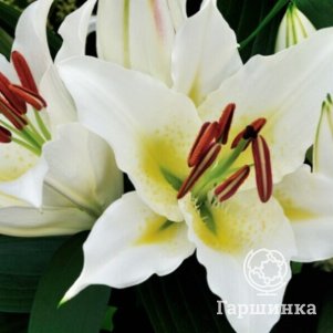 

Лилия Санни Эйзорс восточная