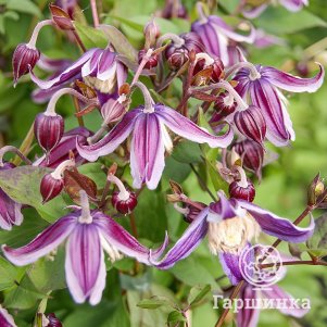 

Клематис Ян Фопма мелкоцветковый (3)