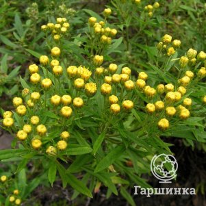 

Аяния Палласа