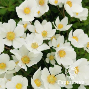 

Анемона (Ветреница) лесная Мадонна