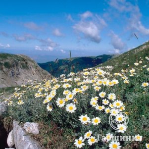 

Антемис (Пупавка) горный