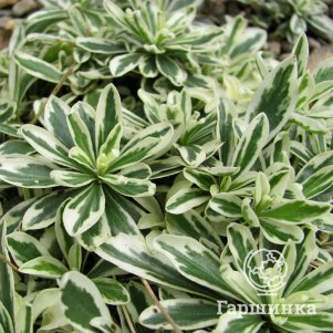 

Арабис Фердинанда-Кобургского Вариегата