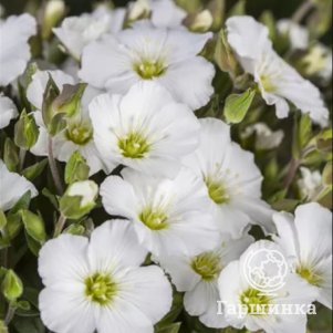 

Аренария горная Близзард Компакт