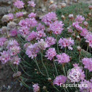 

Армерия Можжевелолистная