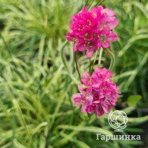 

Армерия приморская Нифти Трифти