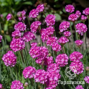 

Армерия приморская Спленденс