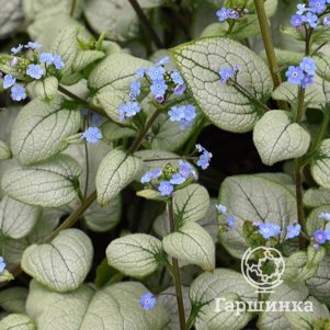 

Бруннера Александриа