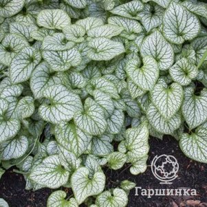 

Бруннера Литл Джек