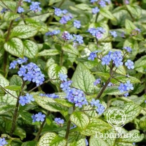 

Бруннера Сильвер Спир