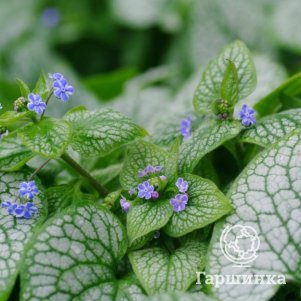 

Бруннера Сильвер Стар