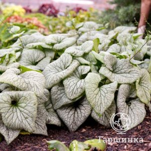 

Бруннера Стерлинг Сильвер