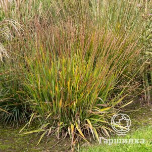 

Вейник Чей-Ду великолепный