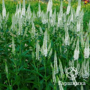 

Вероника длиннолистная Фест Леди