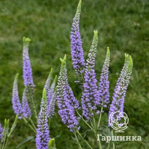 

Вероника длиннолистная Фест Глори