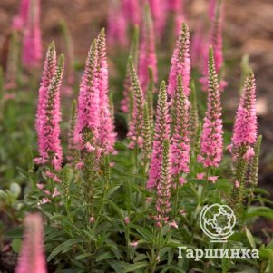 

Вероника колосковая Джайлс Ван Хис