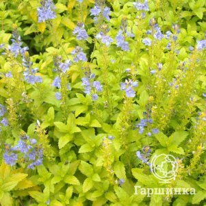 

Вероника простертая Ацтек Голд