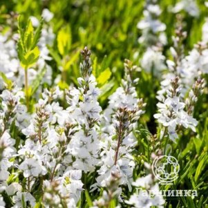 

Вероника простертая Альба