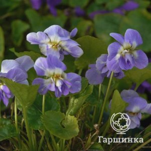 

Виола душистая Де Тулуз