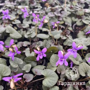 

Виола лабрадорская