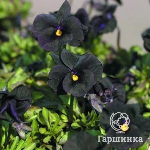 

Виола рогатая Молли Сандерсон