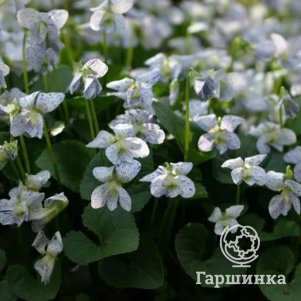 

Виола сестринская Фреклес