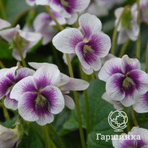 

Виола сестринская Элис Виттер