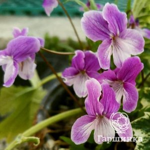 

Виола бутенелистная Пинк