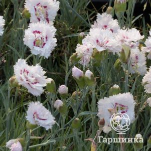 

Гвоздика перистая Ине