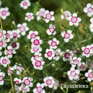 

Гвоздика травянка Арктик Файер