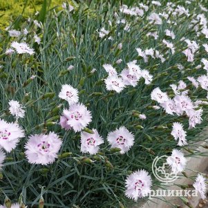 

Гвоздика травянка Альбум