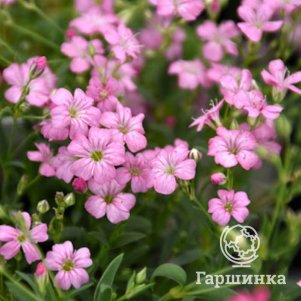 

Гипсофила Филоу Роуз ползучая