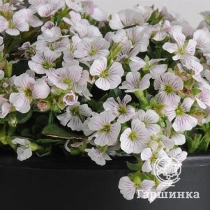 

Гипсофила ясколковидная