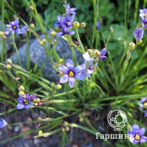 

Голубоглазка