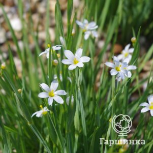 

Голубоглазка Альба