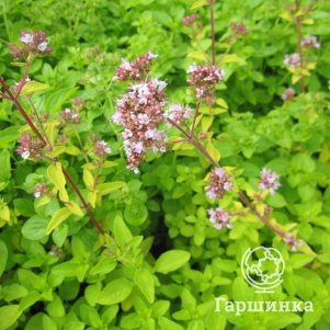 

Душица Тамблз Вэраети