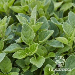 

Душица Витара Касата