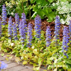 

Живучка (Аюга) ползучая Фезеред Френдс Тропикал Тукан