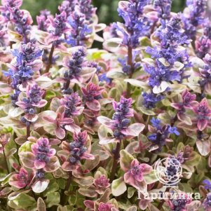 

Живучка (Аюга) ползучая Принцесса Надя