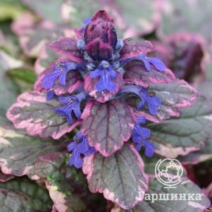 

Живучка (Аюга) ползучая Шугар Плум