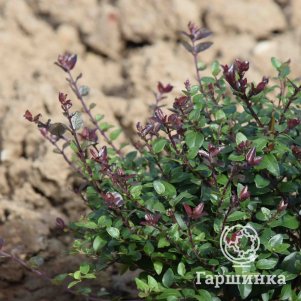 

Жимолость блестящая Пурпл Мист