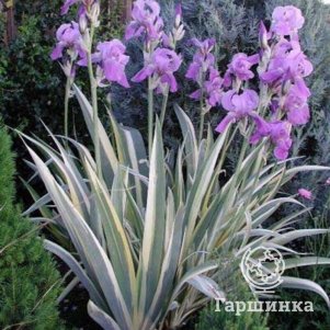 

Ирис паллида Вариегата