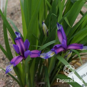 

Ирис злаковидный