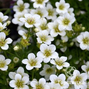 

Камнеломка Арендса Капучино