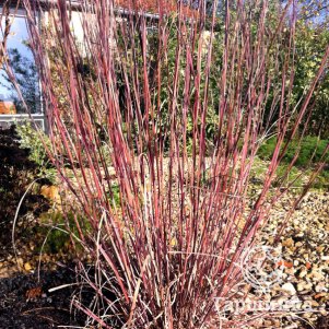 Бородач Прейри Блюз метельчатый