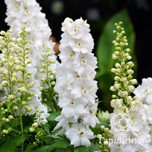 Дельфиниум Гардиан Вайт садовый